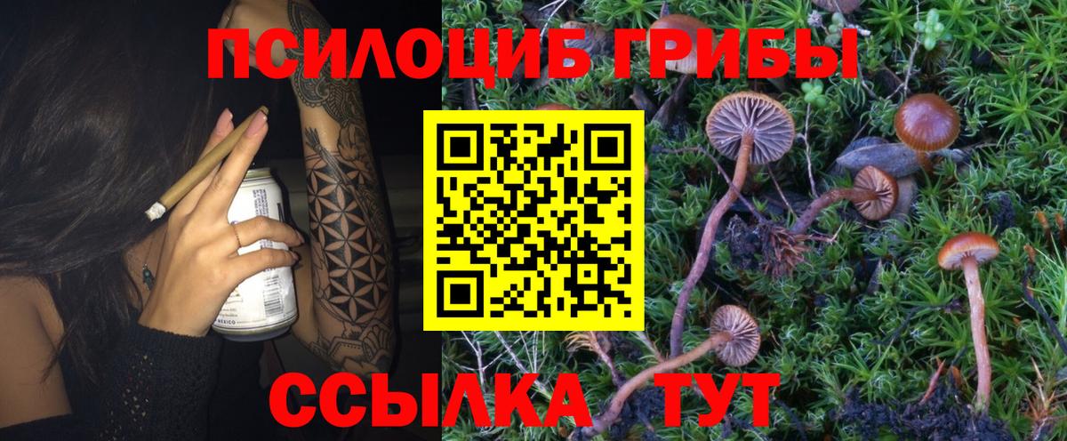 Псилоцибиновые грибы Cubensis  Вход с VPN  Сибай 